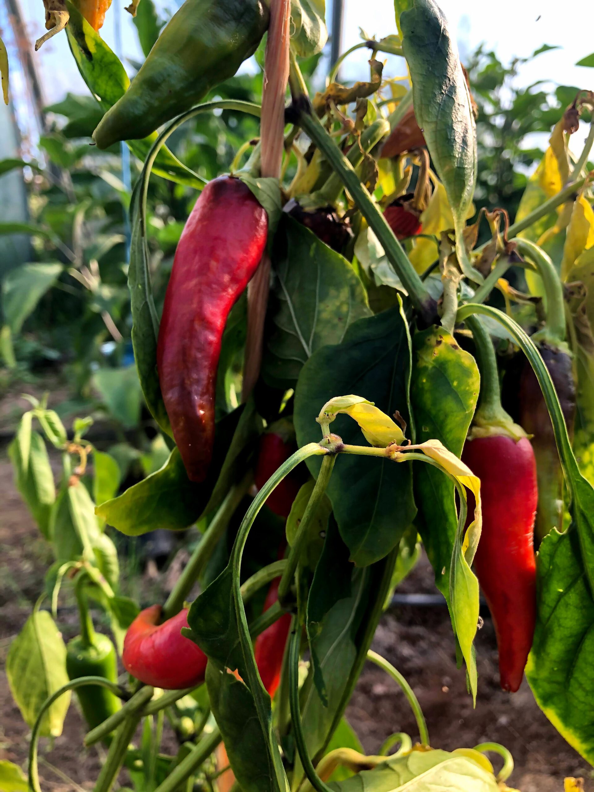 Frische Chili von Grünhof Gemüse direkt aus dem Gewächshaus