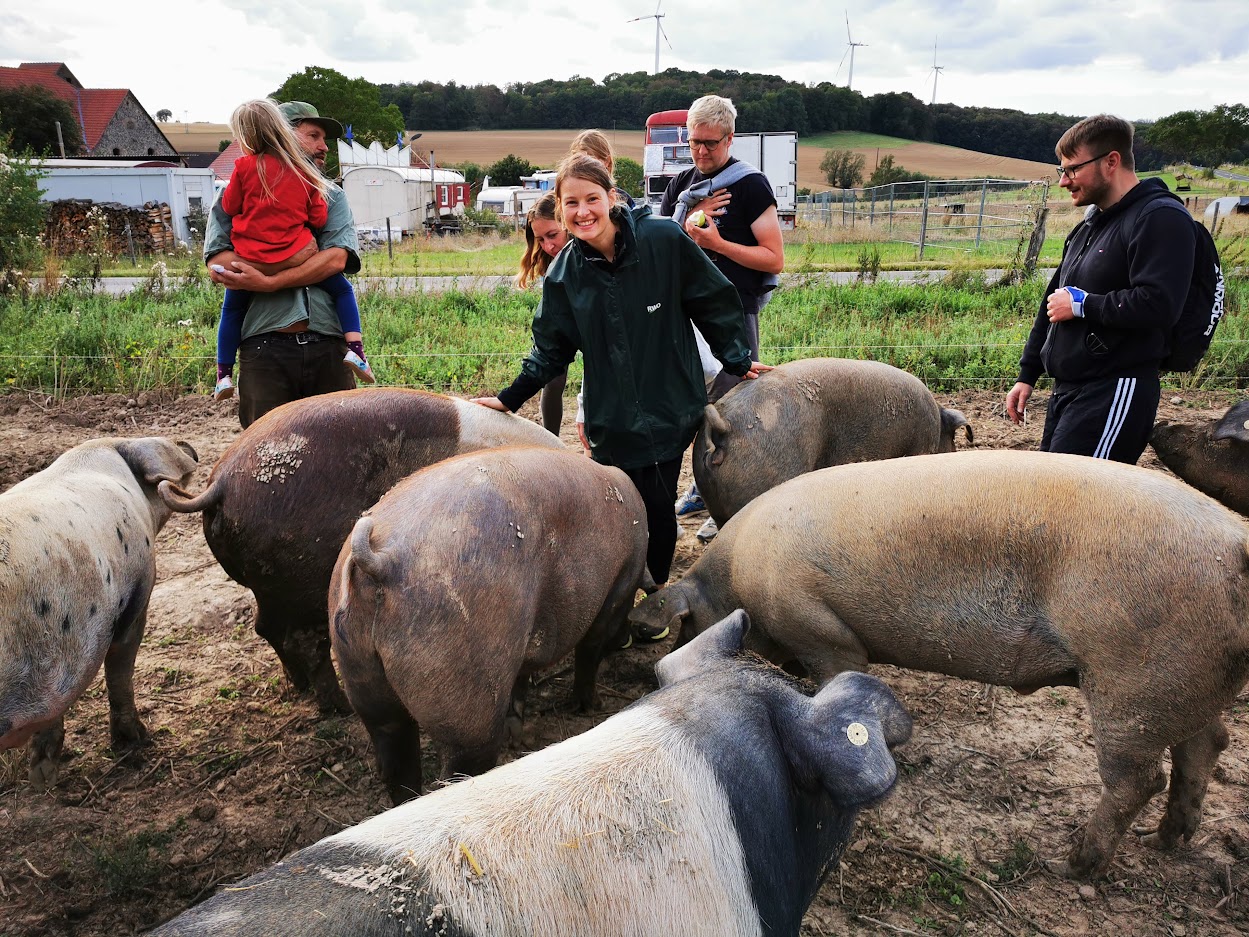 Schweinebaden - Weidenschweine bei der Hofführung gemeinam mit den Gastgeber
